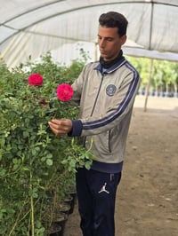 ورود جوري • ثيل هندي • حمضيات