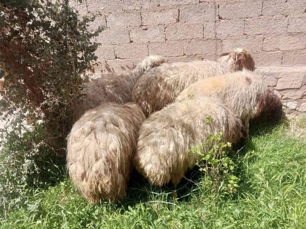 السلام عليكم ورحمة الله وبركاتة موجود انعاج  فتايه وسمان للبيع ليريد لحم الكيلو ب 12 جره وحده
مفرد الكيلو ب 13
مكاني الكرابله 
***********
