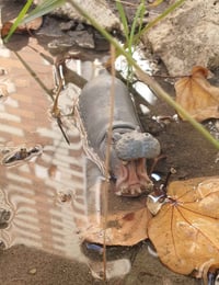 شلايش • قديم • تحف