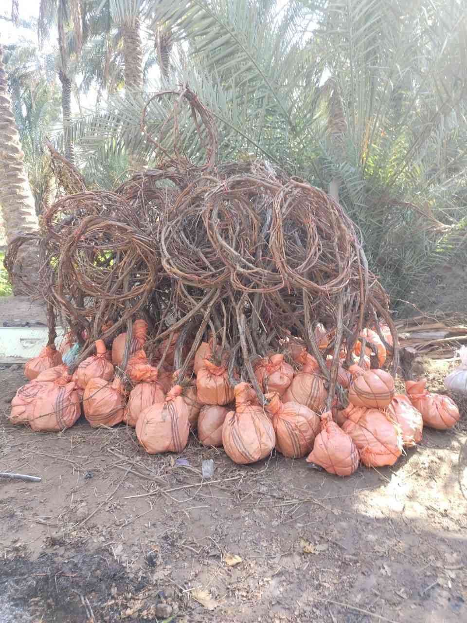 يالله على بركة الله يوجد لدينا شتلات عنب كل صناف حلاواني صفر شدة فرنسي سود ديس عنز شدة تركي. سعار مناسبه الاستفسار. ***********. *********** وتساب.
