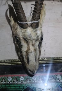 راس غزال • محنط • تواصل خاص