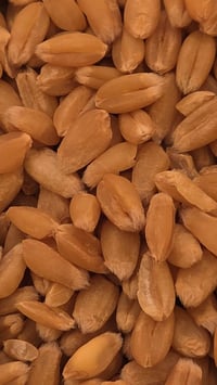 بذور مغلفة • ايطالي • كربلاء الاخيضر