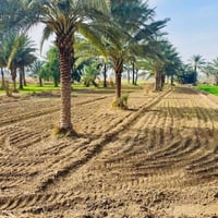 دونمين الا ربع • خلف جامعة بابل • سند ٢٥