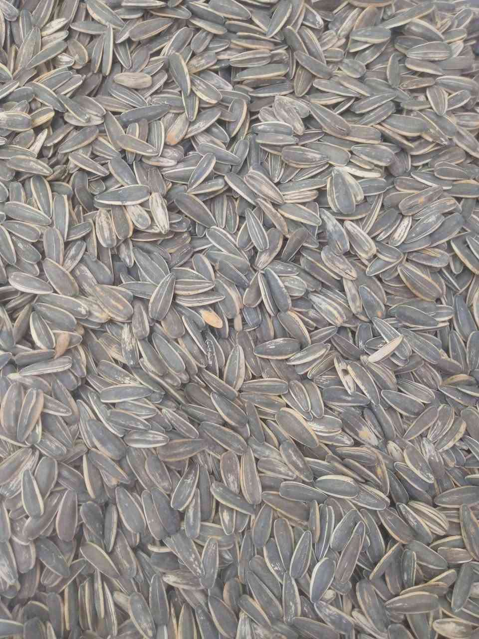 بسم الله 
تعلن حماصة نواعير هيت عن توفر جميع انواع حب الشمس 
(حب شمس اسود بجميع الاحجام )+(حب مشخط)
 بجوده عاليه
و بأسعار مناسبه و تنافسيه 
مستعدون لتجهيز كافة الطلبات 
العنوان / الانبار قضاء هيت
للاستفسار الاتصال على الرقم 
***********
