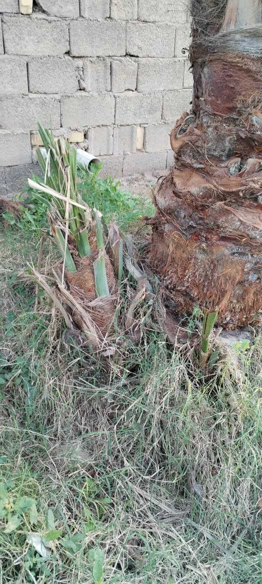 السلام عليكم 
متوفر فسائل خضراوي مندلي وخضراوي بصره وتبرزل للبيع للاستفسار الاتصال على الرقم ***********.
