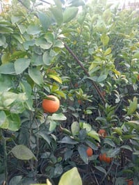 مشتل كرار الزراعي           الاسعار جمله فقط يتوفر كميه محدوده من الحم...