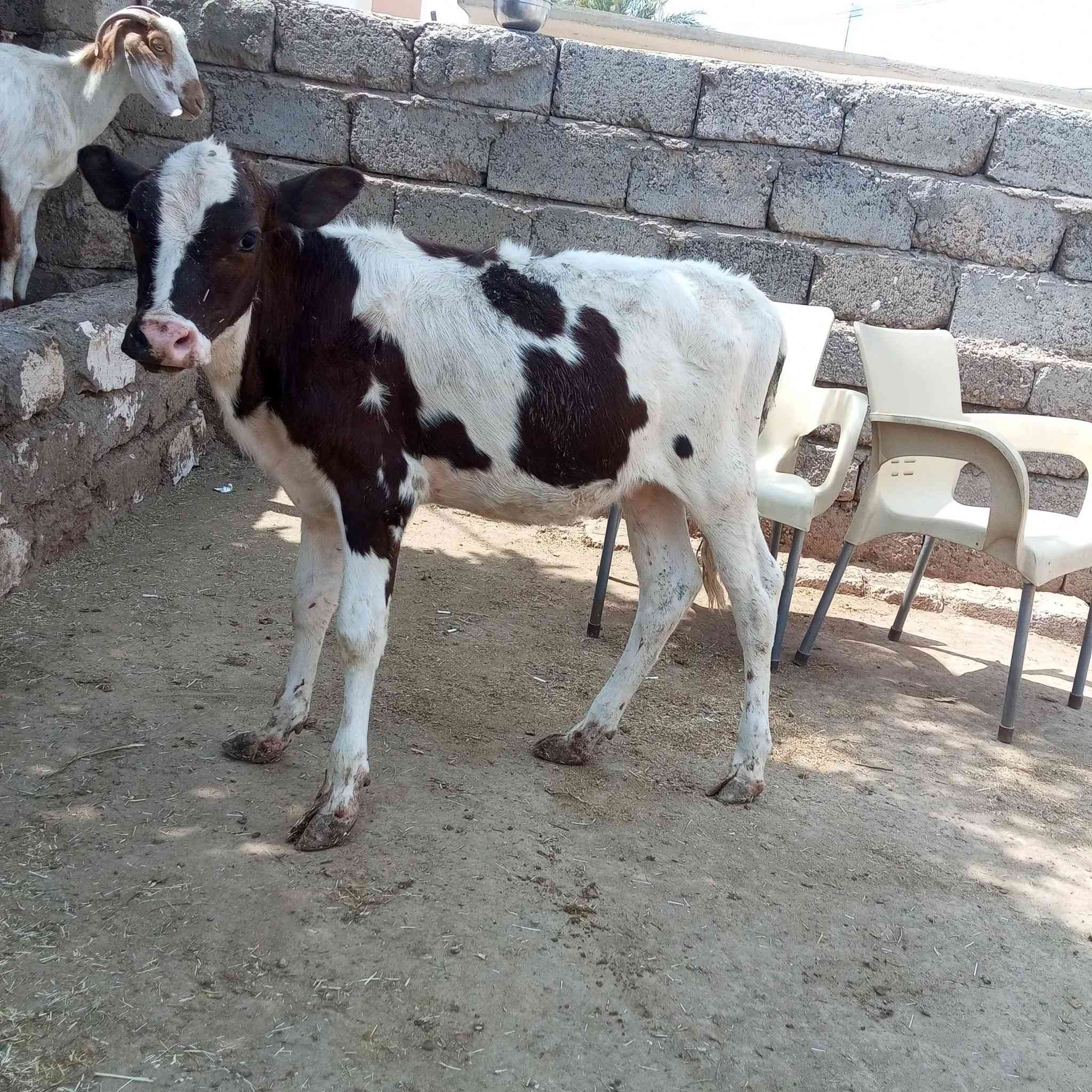 السلام عليكم اخوان متاح حوليه تلقيح هولشتاين اجم رقم واحد حوليه درجة اولى اولى مال بيت جمه وثيل گصير وين اليدور حلال زين ونضيف حوليه مشروطه شرط ال شرط 
العنوان صلاح الدين الشرقاط قريه شكرا
ه‍ ***********👉 بيه واتساب 
الشراي يتصل ويدلل 
يوجد خدمت توصيل حسب التفاق
