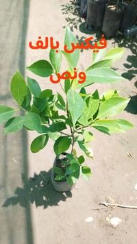 للطلب٠٧٧٦٢٣١٦٥٠٢ واتساب التوصيل داخل بغداد فقط