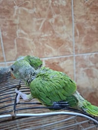 افراخ • دره هندي • كربلاء