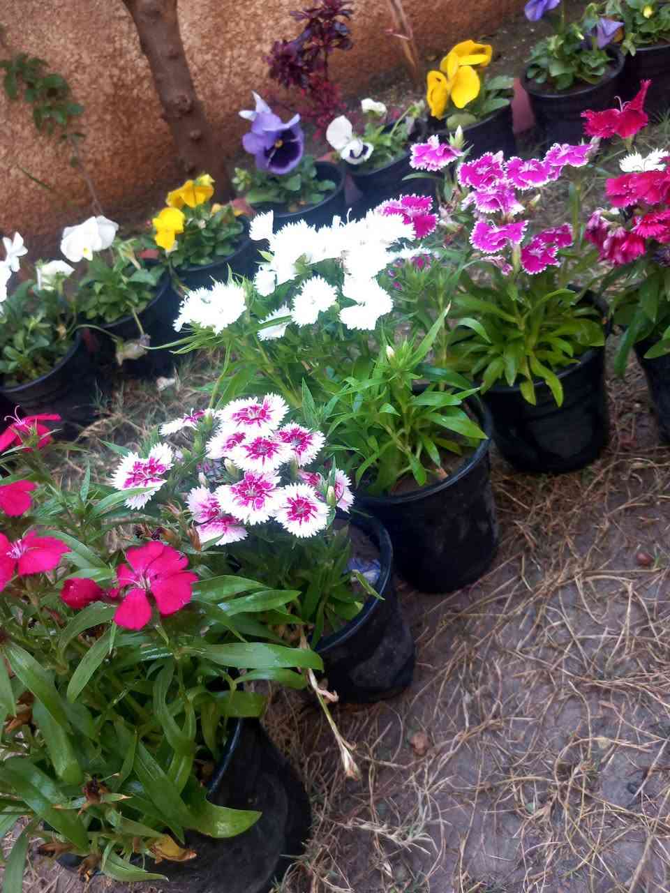 اللهم صل على محمد وآل محمد 
توفر ورد القرنفل الجميل ٤ سنادين ب ٥ ألف توصيل مجاني


**إذا كنت صاحب هذا الإعلان وتريد حذفه لأي سبب، رجاءا أرسل رسالة إلى الدعم الفني**