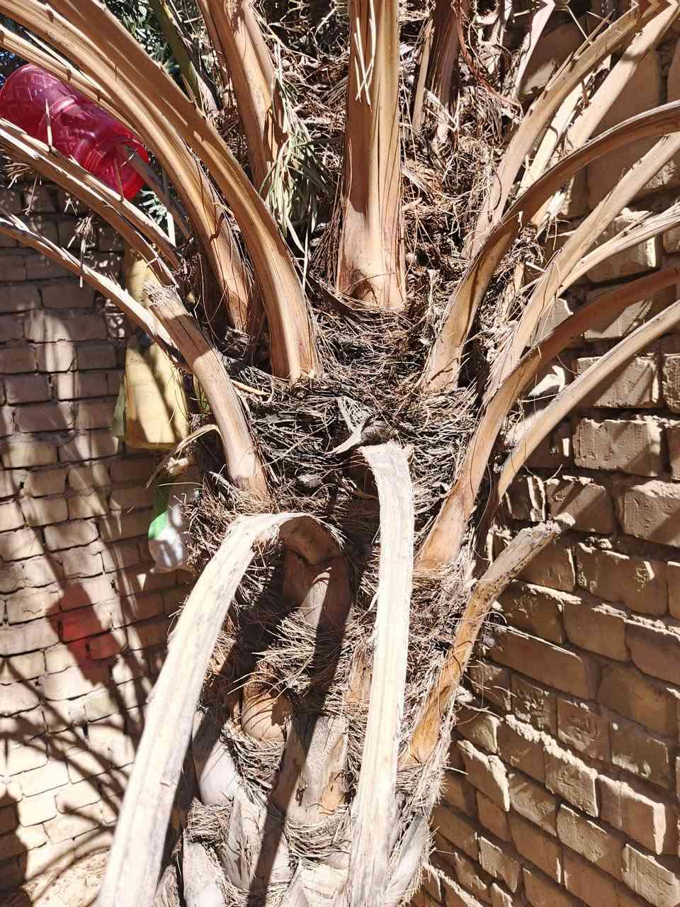 سلام عليكم شباب نخله خستاويه نثيه لبيع قيم وخذ ليرضه الله بيها متواجد فيس ماسنجر رقمي واسب شارع شمري حي طف ***********
