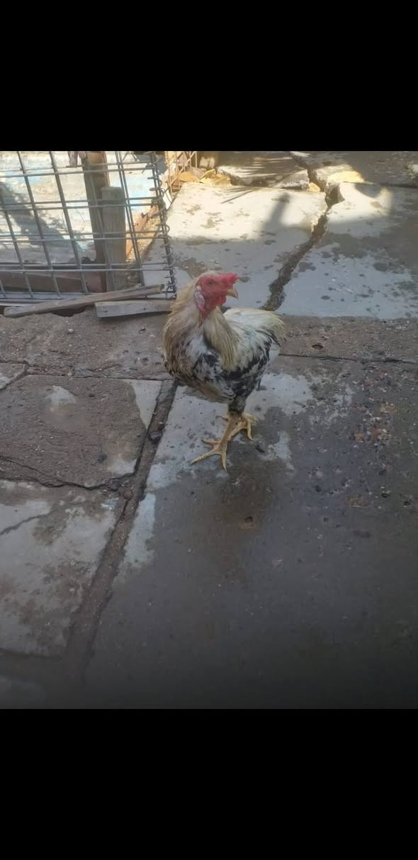 ديج للبيع


**إذا كنت صاحب هذا الإعلان وتريد حذفه لأي سبب، رجاءا أرسل رسالة إلى الدعم الفني**