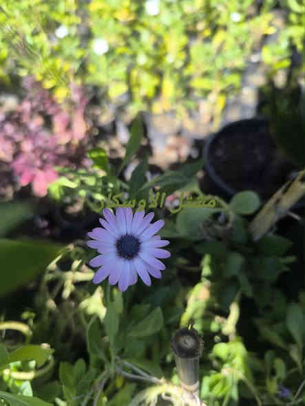 نبات الاستر 
متوفر شتلات عمر سنة 

📍 زورونا في موقعنا:
مشتل الأوسكار – حي الحنانة – شارع نجف _ كوفة
(مقابل غرفة تجارة النجف و فريندز كافيه ومطعم شريف– مجاور متنزه الحنانة العائلي)

🕗 أوقات الدوام:
من 8:30 صباحاً إلى 8:00 مساءً

📞 للطلب والاستفسار:
*********** – ***********
(اتصال / واتساب / مراسلة عبر فيسبوك)
 متوفر دفع  زين  كاش ومتوفر ماستر  

🚗 يتوفر توصيل داخل النجف
موجودين في تطبيق توترز لبعض المواد الزراعية 

أهلاً وسهلاً بكم دائماً في مشتل الأوسكار 🌹🌹🌹
