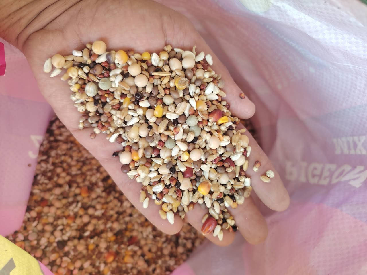 سلام عليكم اليوم تم بعون الله تعالى فتتاح محل أعلاف الشمس بلداره خادمكم سجاد العتابي قرب محلات ضياء العتابي المواد انشاىيه يوجد انواع طعام الحمام
رقم ***********
