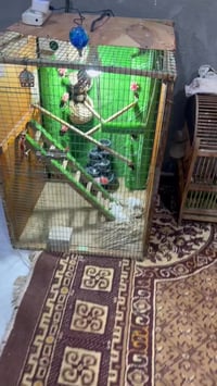 قفص فناجس • جاهز • البصره القرنه