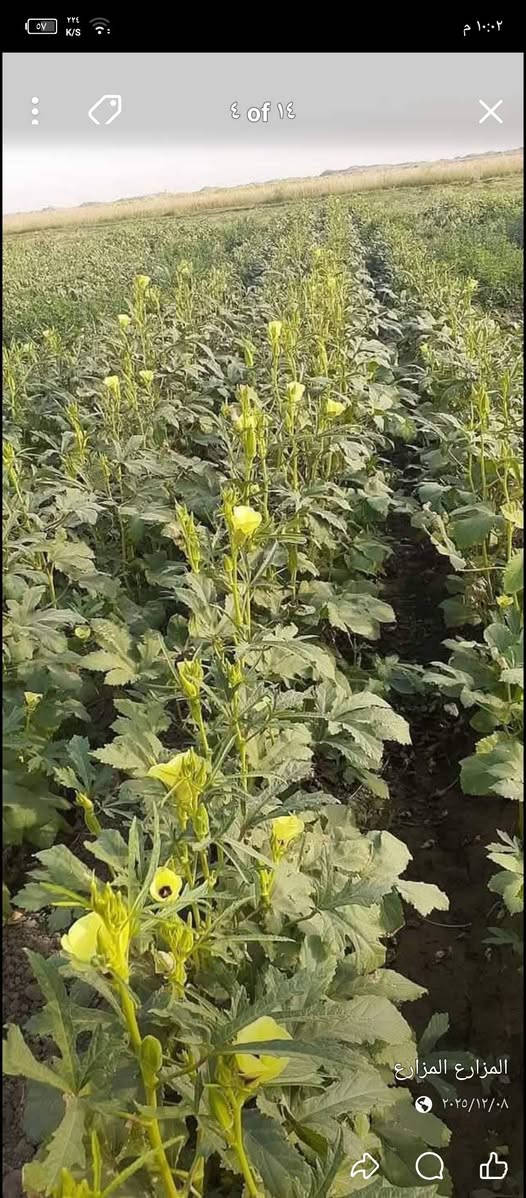 بذور بانيه متعهد بيه درجه اولى نوعيه البذور العبير ***********
