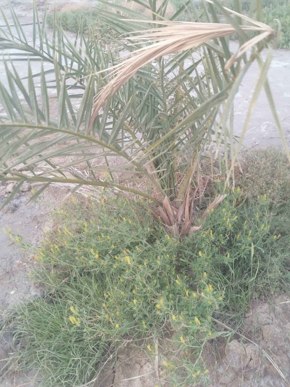 سلام عليكم
ارض زراعية دونمين للبيع في منطقة الفريحي قرب الامام الشريف ع مزروعه نخل وبعض الاشجار الضليه والمثمر وعليه شارع تبليط وكلشي قريب عليه ومايه من الشط الفرات وجهتة على تبليط مكانهن خرافي ***********  @جميع
