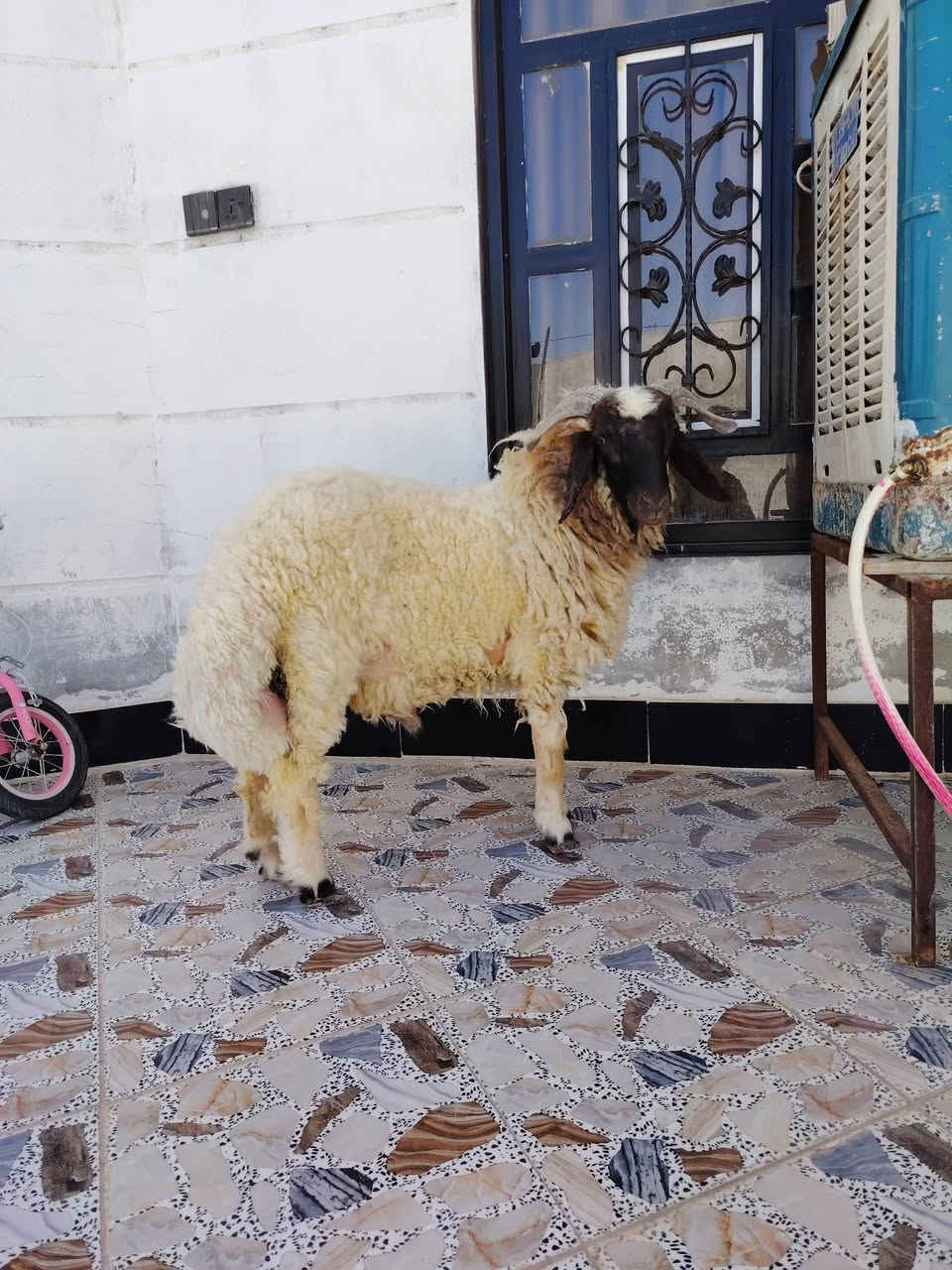 خروف فول لحم يرهمن ذبح أو يرهمن فحل على گل عيب ايذب فوك ال 25 گيلو مكاني مقابل جامعة تكريت للاتصال ***********
