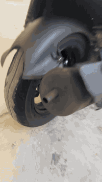 ماكس. عدله. حاويه.  ماصله. هواي من طالعه. ؟ مكفوله من كلشي. اي نقص ما بيه. دراجه شلعه ومعدل تجي تفحص وشوفه. مكينه. مكفوله. ماكني ناصريه سوق شيوخ  سعر. مليون و100 …بيه. مجال. قليل.حك جيه. .. رقمي >***********
