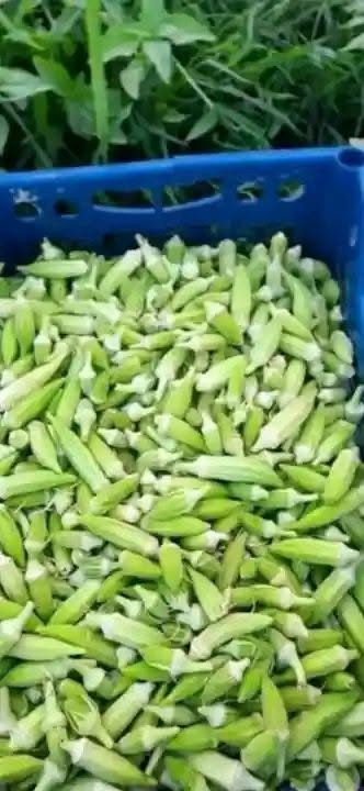 السلام عليكم
حوي بانيه جديد كل يوم بيوم الكيلو به 1.500 الحجز  
خاص واكو توصيل
لاباب البيت


**إذا كنت صاحب هذا الإعلان وتريد حذفه لأي سبب، رجاءا أرسل رسالة إلى الدعم الفني**
