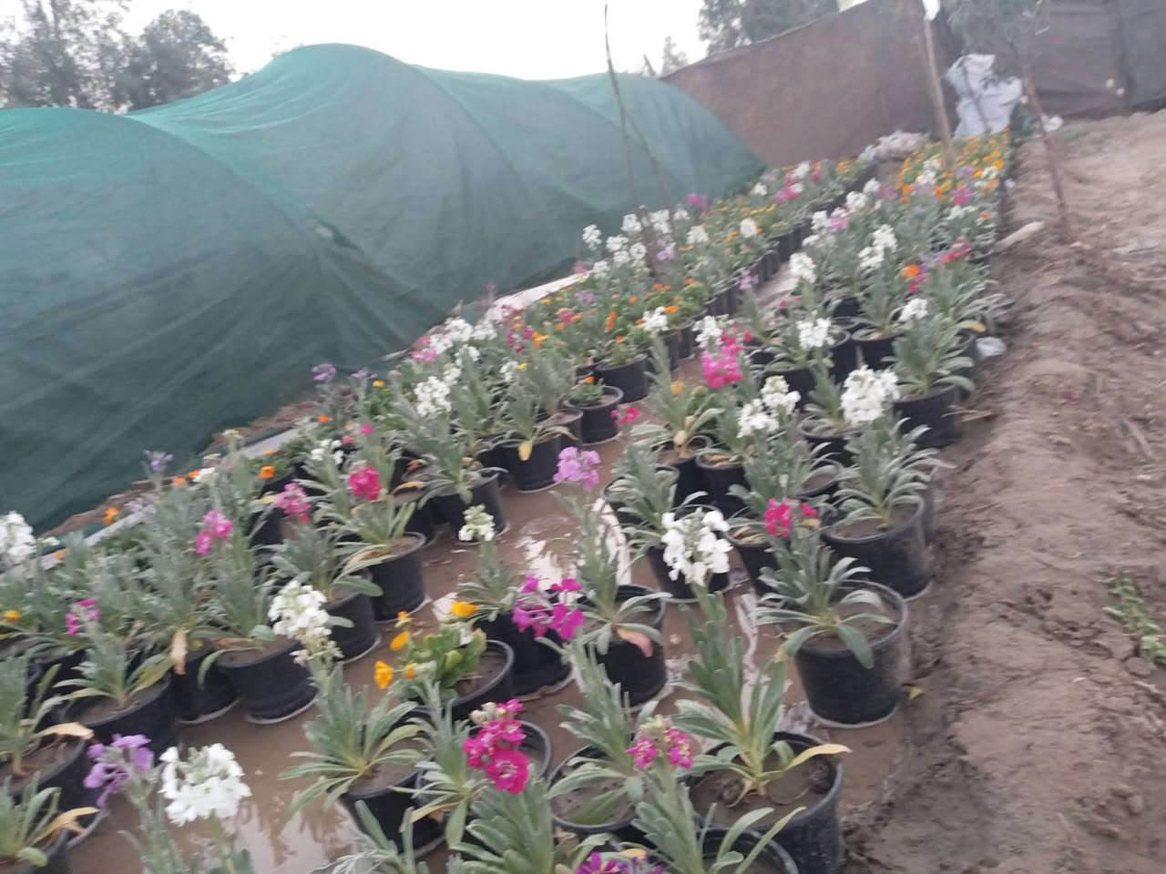 سلام عليكم يتوفر لدينا تفاح مشمش رمان تين عنب تكي نوعيتين نبك ثيل صفصاف وأنواع اخرا بسعار مناسبه جدا العنوان الحمزه الشرقي بشبلاويات يم معمل السكر عمود 272 زورونا ***********
