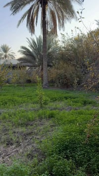 البراهميه • دونم ونص • ٣ بيوت