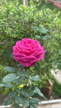 ورد جوري عراقي • كمية محدودة • توصيل