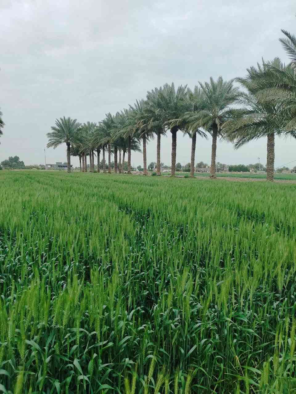 أرض زراعية للبيع المساحه 23دونم تبعد عن الشارع العام 300متر
مع مجمع ماي تبليط فرعي يوجد 3بيوت مع بستان في ناحية الشوملي في محافظة بابل 
الاستفسار ع هذا الرقم ***********
