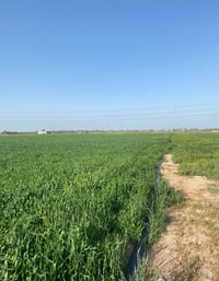 مزرعه • خلف الحسينيات • عمود ٨٠٠