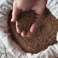 موجود (طن بذور سيسبان للبيع) حصاد حاصودة للستفسار على رقم 07803112132