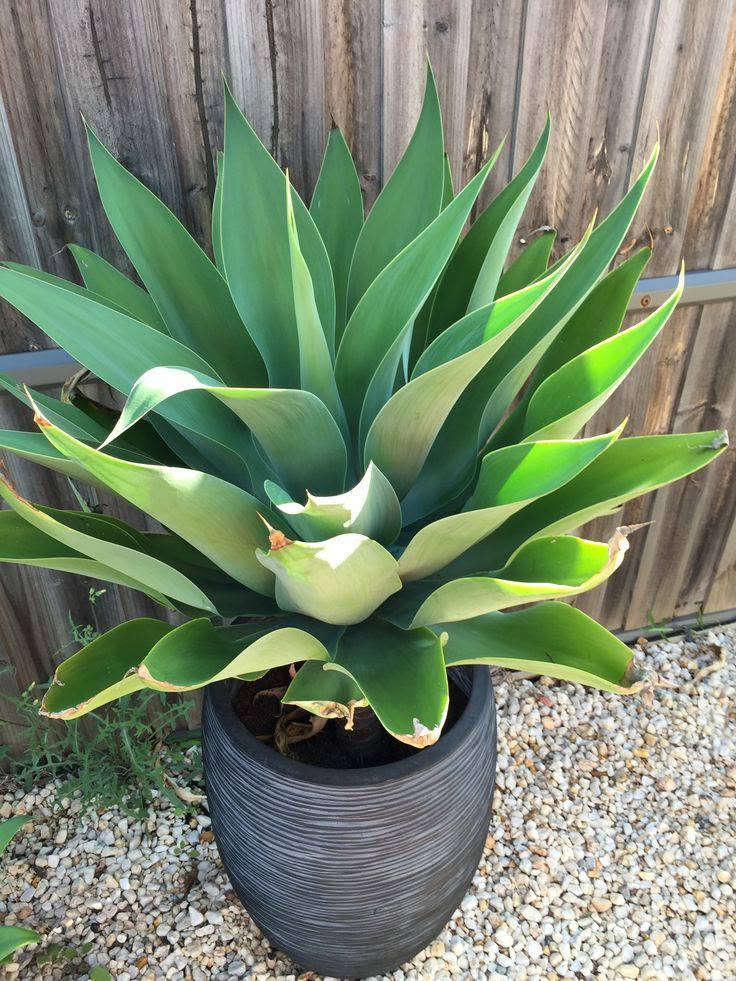الأجاف الأمريكي
بعرض خاص⚡🌊
500 فقط سعر القطعة 
...............
الأجاف النجمي  Agave vilmoriniana .. من النباتات الدائمه ( المُعمرة) والقوية وسريعه النموا . 

ومن ملامحها:
أوراق عريضة ناعمة خضراء مائلة إلى الأزرق.
لا تظهر عليها أشواك حادة على حواف الأوراق، وهذا يميزها عن كثير من أنواع الأغاف.
تنمو على شكل وردة كبيرة وجذابة، وهي مناسبة لتنسيق الحدائق.

العناية بها :
الأجاف من نباتات العصارية القوية وتتحمل كل انواع الجفاف.
تعيش بكل انواع التربه .
تعيش بكل مكان داخل و خارج البيت .
تفضل الشمس المباشرة أو الظل الجزئي.
تُسقى باعتدال، مع ترك التربة تجف بين الريات.

واتساب ***********
لا تنسوا متابعه الصفحه 🌷 
#الأجاف #الأجاف_النجمي #نبات_دائم  #عرض_خاص #Agave #attenuata
