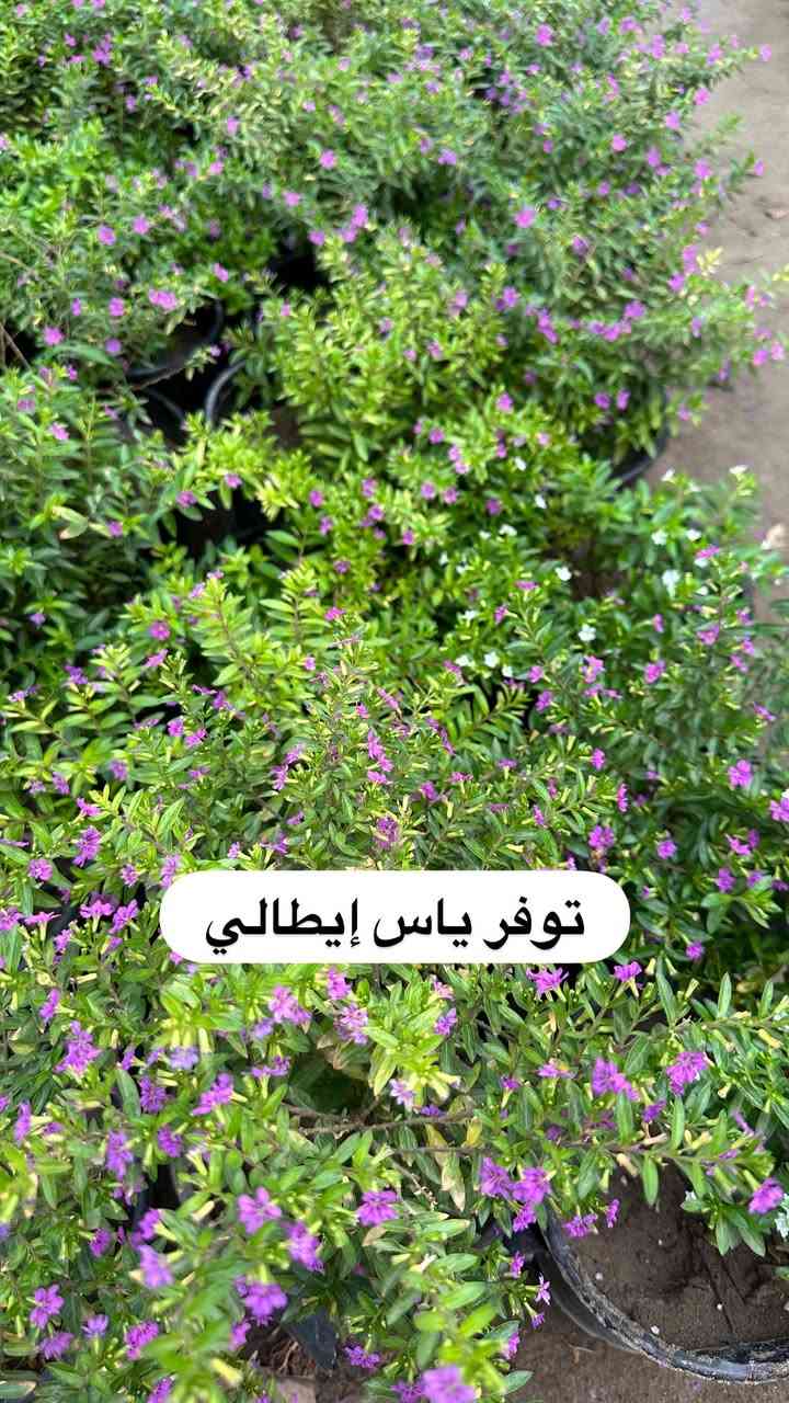 اللهم صلي وسلم على سيدنا محمد وعلى اله وصحبة وسلم تسليما.
توفر في مشتل ابو علي الفراجي أنواع الورود المختلفه 🤍

العنوان : بغداد /سلمان باك / قرب جامع سعد /شارع الحدادين 🤍

سوينا لكم بيج على برنامج الإنستقرام لكي نجاوب على اسئلتكم المتنوعه 

اسم البيج : بيج مشتل ابو علي الفراجي 

يوزر البيج: l0.33.m

رابط البيج:https://www.instagram.com/l0.33.m?igsh=bGZmMGw4bTN2ODZw

مشتل ابو علي الفراجي يرحب بالجميع 🤍


**إذا كنت صاحب هذا الإعلان وتريد حذفه لأي سبب، رجاءا أرسل رسالة إلى الدعم الفني**