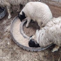 متاح طلي قوزي خاصم خير من الله يرهم ربط ويرهم نذاري لي يريده يتصل عل 0...