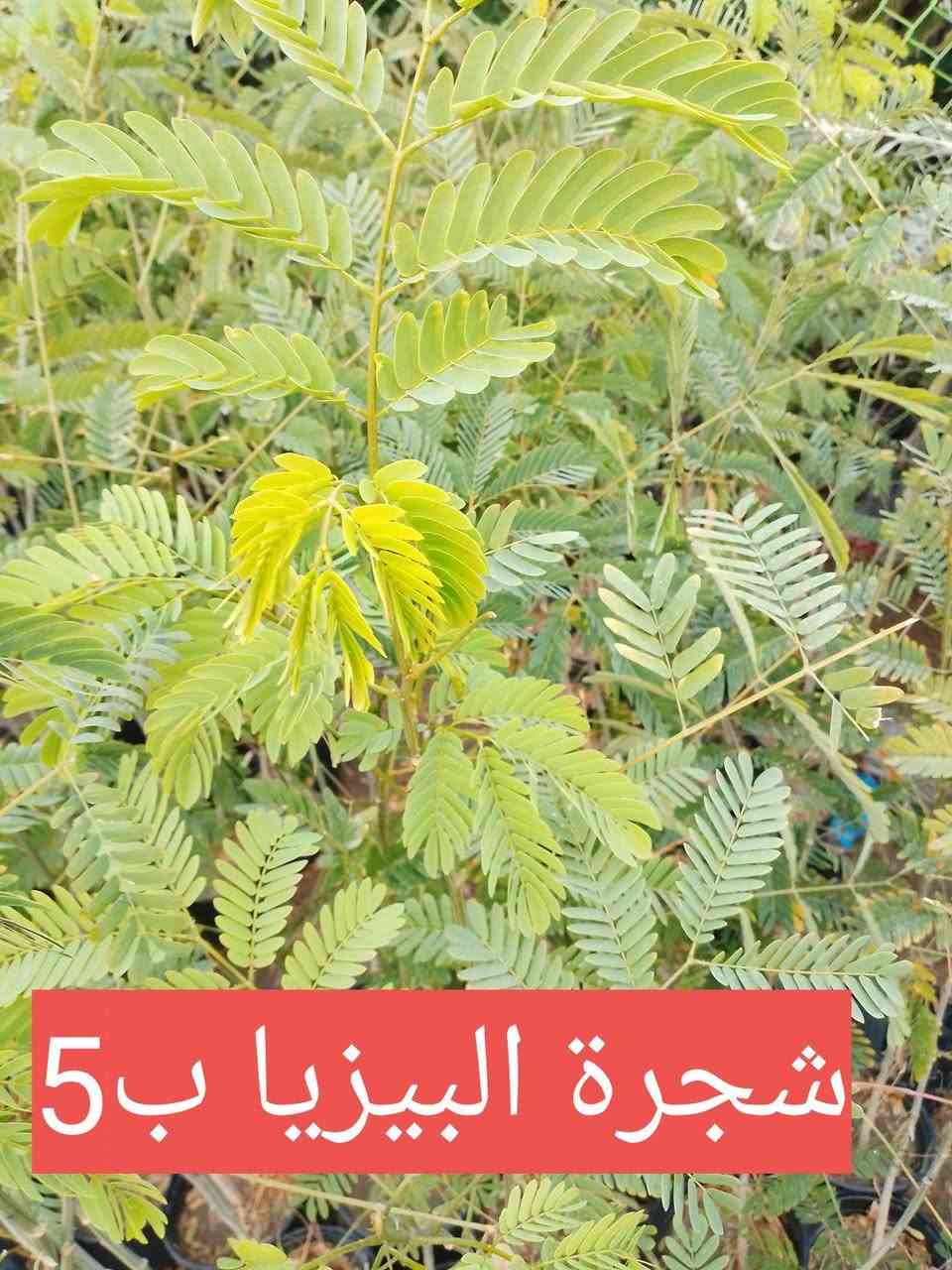 السلام عليكم .. مجموعة من النباتات الشمسية.. بيع بالتوصيل فقط بعض مناطق بغداد


**إذا كنت صاحب هذا الإعلان وتريد حذفه لأي سبب، رجاءا أرسل رسالة إلى الدعم الفني**