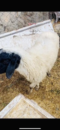 نعجه مناسبه مال جني ب ١٧٥ مشروطه عوزها بس الاكل  ٠٧٨٣٣١٤٦٩٥٤