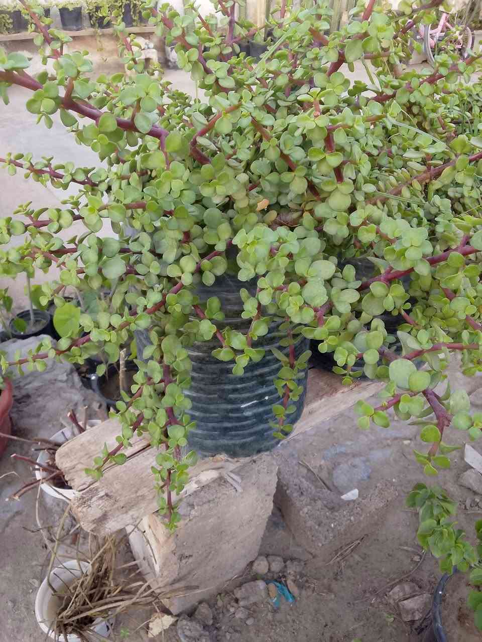 تتوفر نباتات خارجيه البيع 🍀🚗🌱🌺🌿🌿يوجد توصيل داخل بغداد بعض المناطق🚘🚗☘️☘️☘️☘️🌱🌺🍀🍀🍀🍀🍀


**إذا كنت صاحب هذا الإعلان وتريد حذفه لأي سبب، رجاءا أرسل رسالة إلى الدعم الفني**