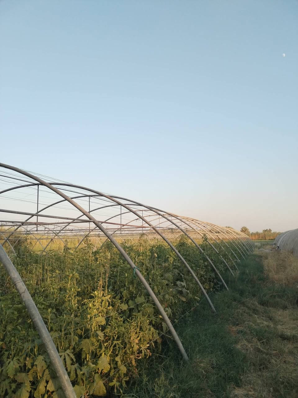 السلام عليكم، ٣ بيوت بلاستيكيه للبيع، كاملات كلهن من كلشي لايلون، سيم مغلون، تگدر تشتري بيت واحد هم براحتك، لمعرفه السعر والاستفسار اكثر الاتصال على الرقم ***********

