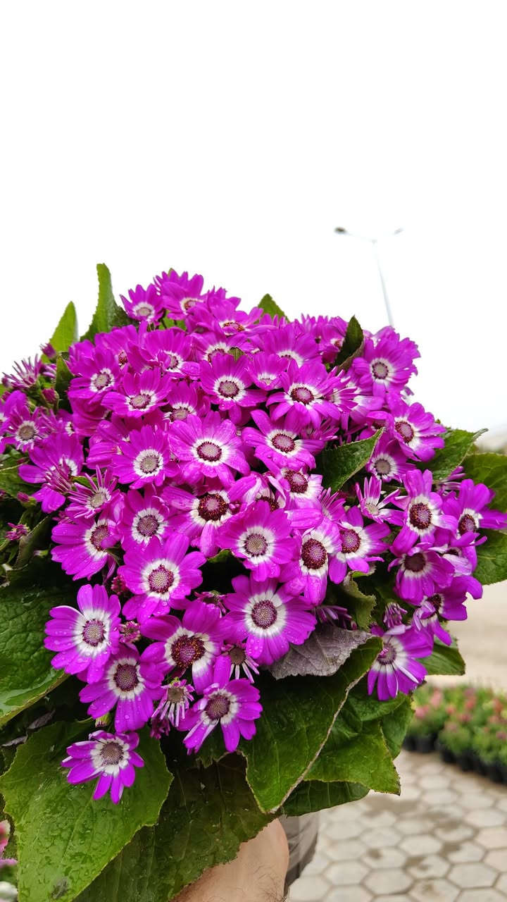 يفتح المشتل طيله ايام الاسبوع من الساعه 8:00 صباحا والى الساعه 10:00 ليلآ
#مشتل_زهور_واسط العنوان كوت فلكه الحاوي شارع مجمع دمشق الطبي مقابل ابتدائية الكوت للتعليم الأساسي #يوجد_توصيل_داخل_الكوت
*********** لطلب والاستفسار واتساب  او مراسله الصفحه الشخصيه بلال الواسطي🌹😊
