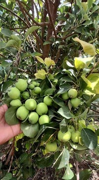 شتلات تفاح • شتلات رمان • تين أسود