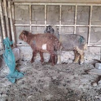 زوج خروف وفطيمه • نصاح • متاح للبيع