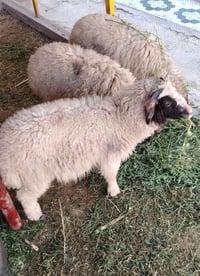 طليان • زوج • الخيرات