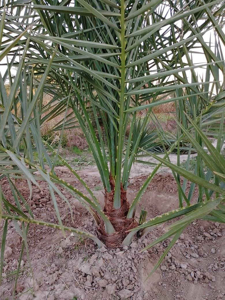 للبيع اشجار نخيل بروحي و مجهول وقرنفلي ومرحاج وبيارم ايراني وصنف روبي للشراء يرجى الاتصال *********** 
خانقين
