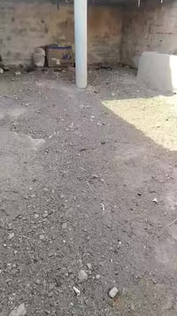 الشعيبه • ١٠ دونم • ٣٥٠ نخلة