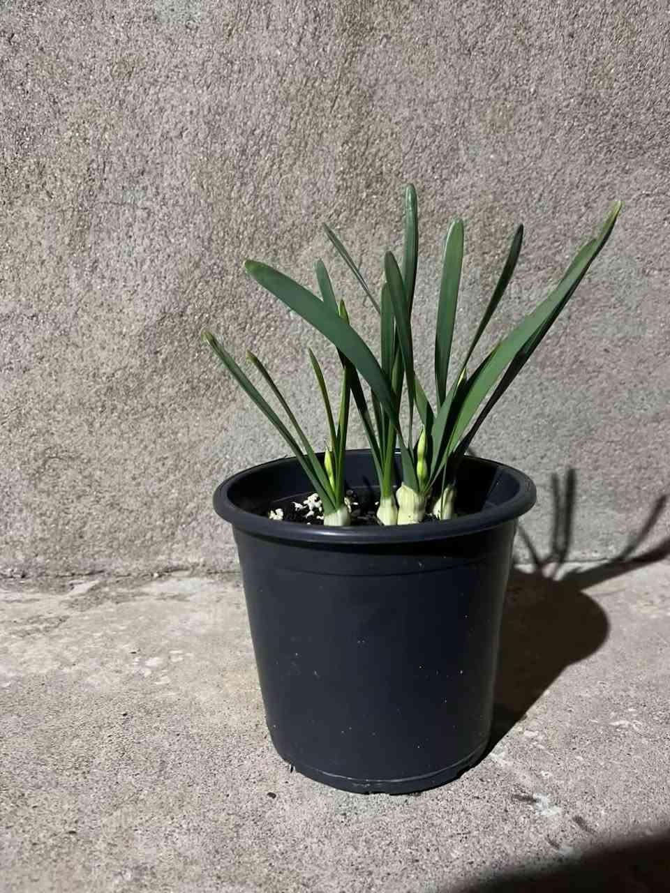 جديدناااااااااااا🥰🥰🥰
نرجس عطري 😍😍
    
  تتوفر الآن مزهريات النرجس المعطرة 2500دينار فقط 
للحجز مراسلتنا خاص او على الواتس اب ***********
