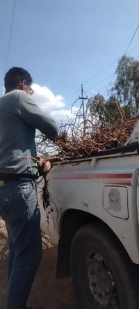 عنب عحلواني • عنب فرنسي • الحويجة