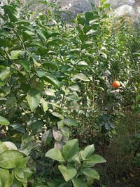 أشجار حمضيات • كافة الأنواع • كربلاء