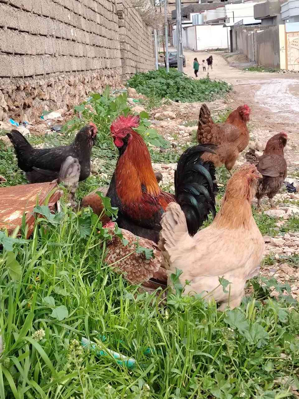 متاح بيض مال دجاج ابو لحيه الي يريد يجي خاص او رقمي ***********
