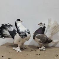 طيور هنداويات • العدد ٧ • جاهزين للزواج