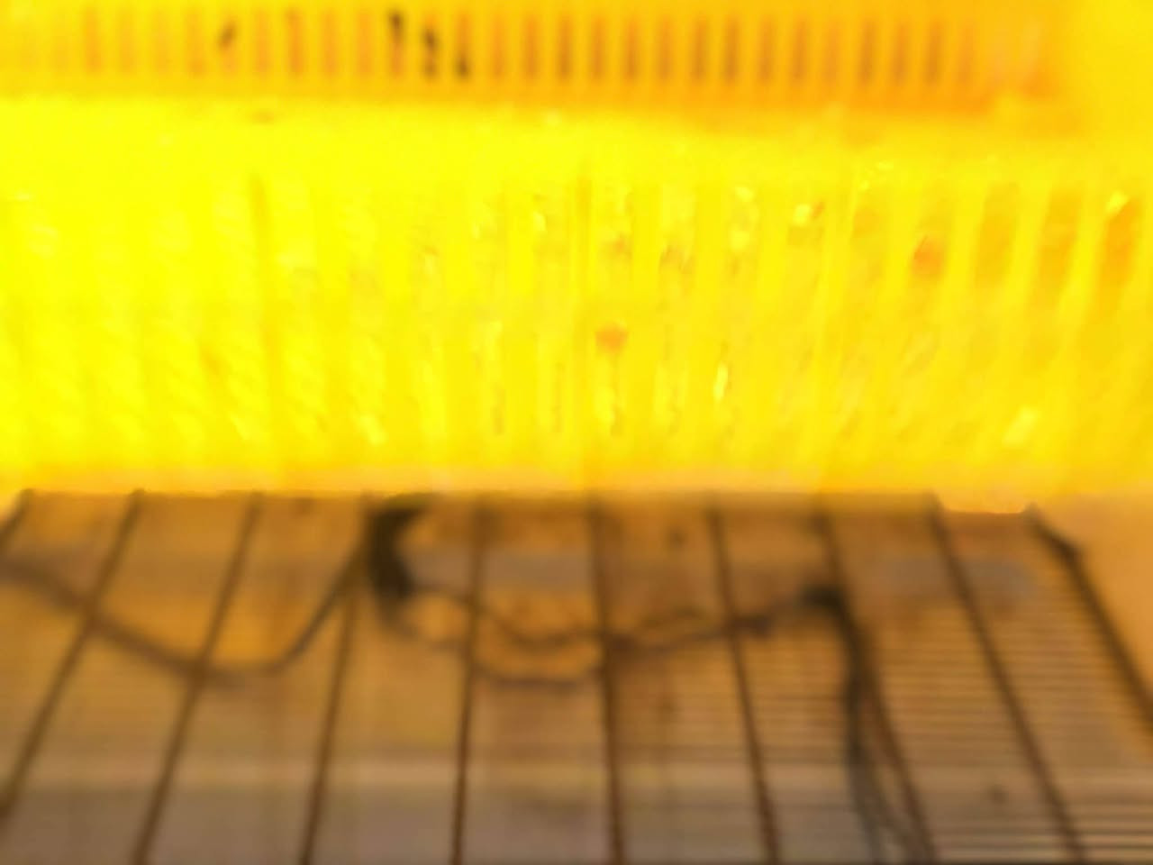 السلام عليكم فقاسة للبيع كفر ثلاجة   اجهزة كلها من ابو ادريس  تلزم ٢٥٠ بيظة وقابلة للزيادة السعر ٨٠ الف  مكاني ديالى مجمع حمرين
***********
