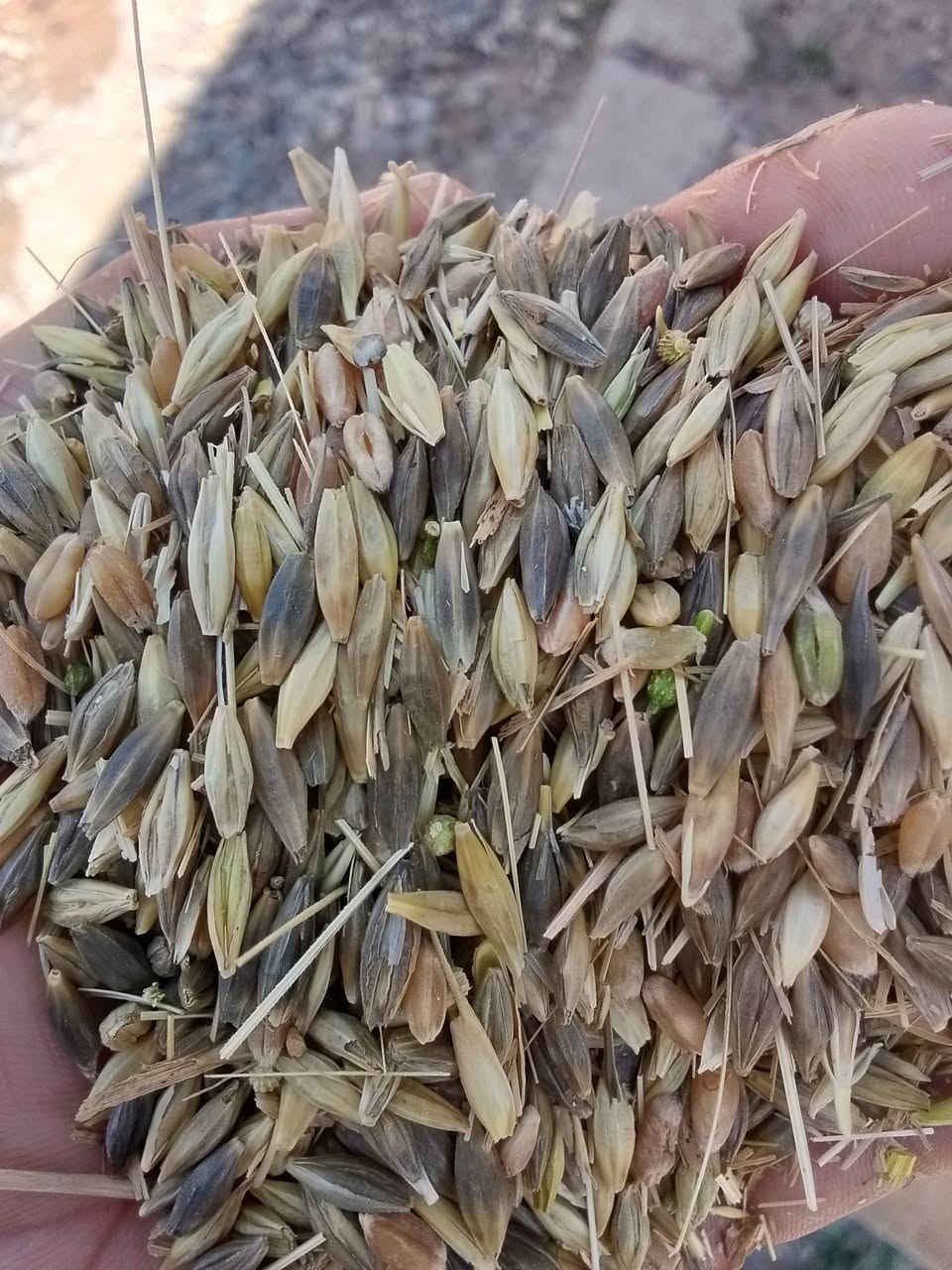 شعير اسود للبيع 3طن ***********
